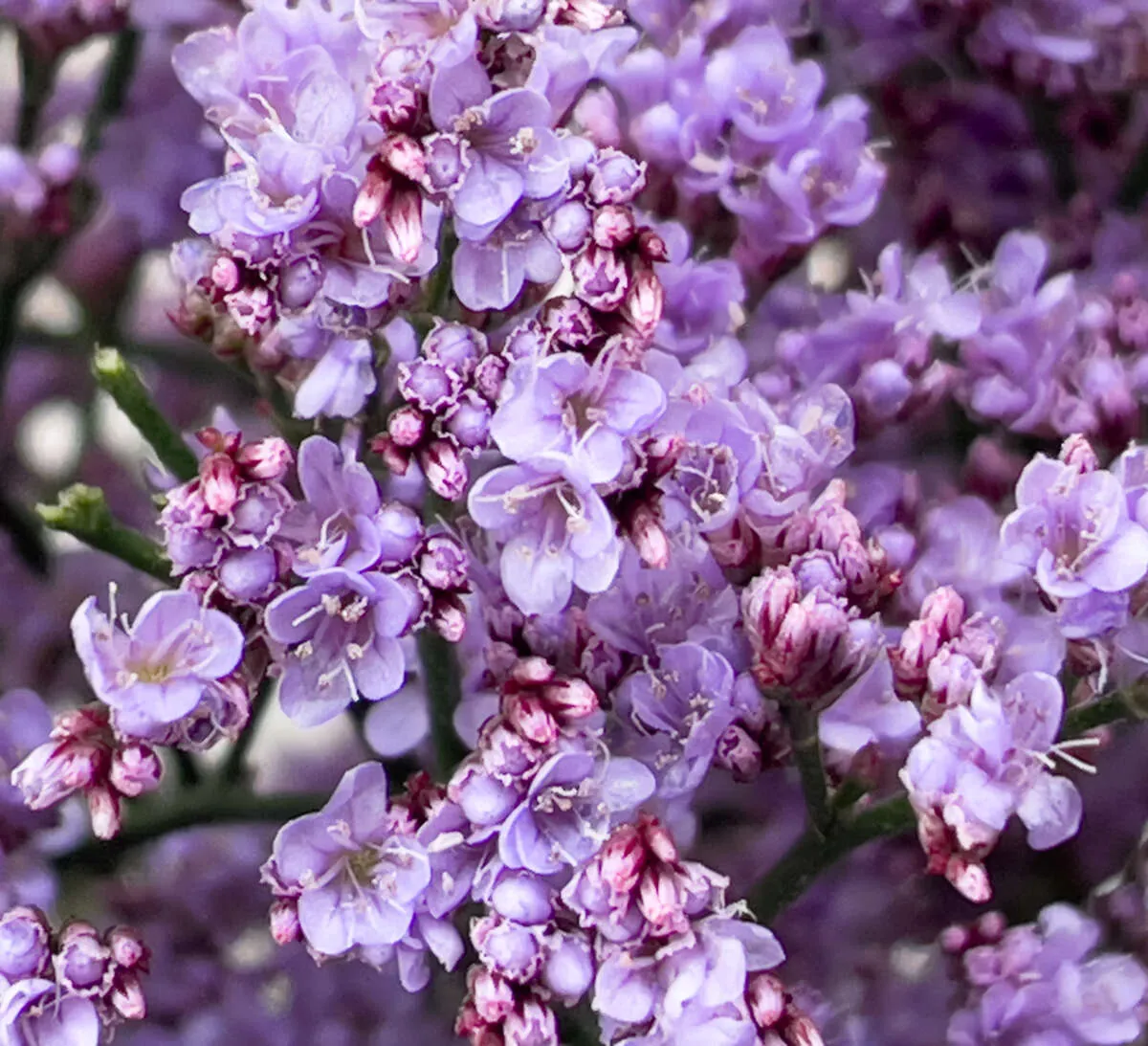 PIUMA™ SKY (former Safora™ Pink Sky) - Danziger