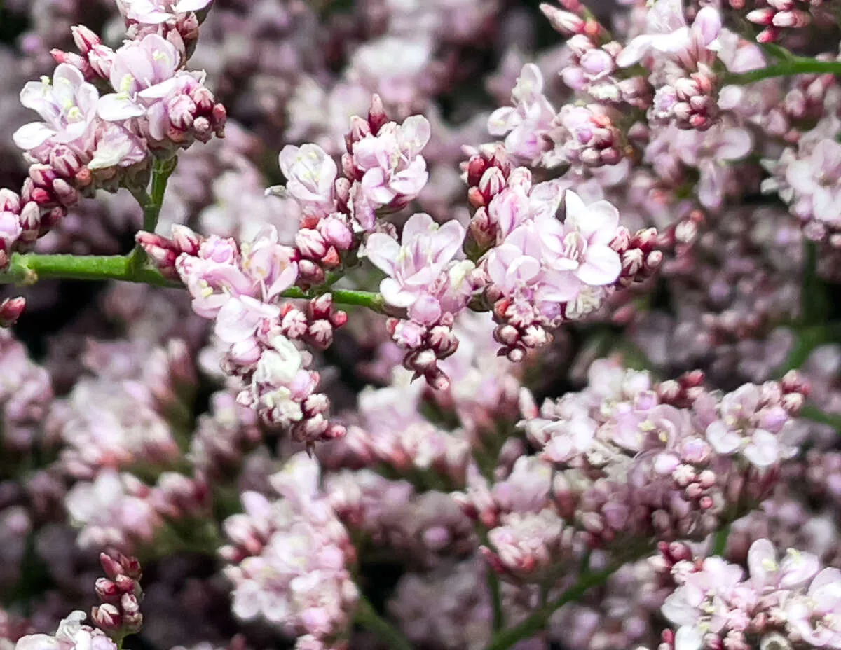 PIUMA™ PINK TOUCH - Danziger