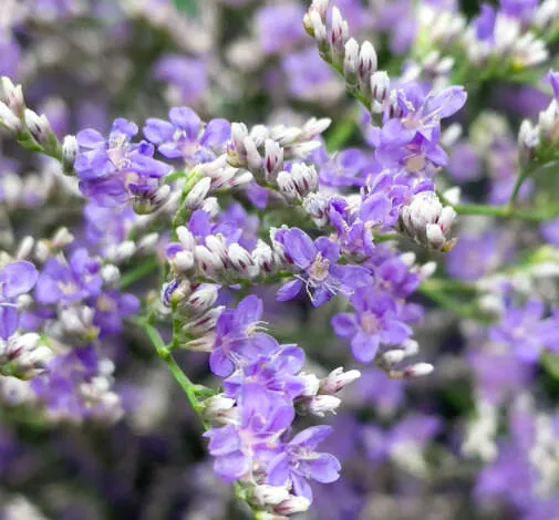 SPLENDID™ BLUE