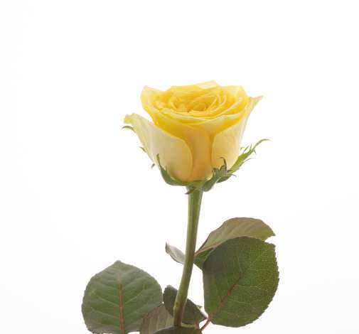 SENTI® YELLOW KENYA