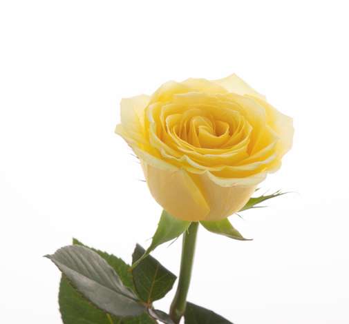 SENTI® YELLOW KENYA