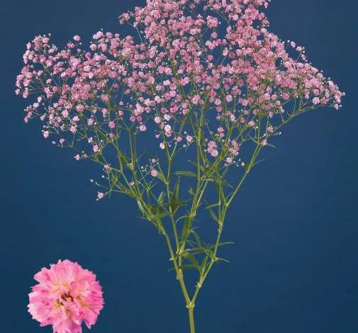 פרח קטיף MY PINK™ מבית דנציגר