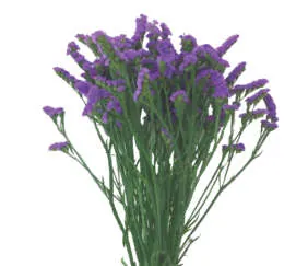 ORIZON™ VIOLET