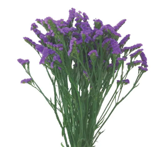ORIZON™ VIOLET