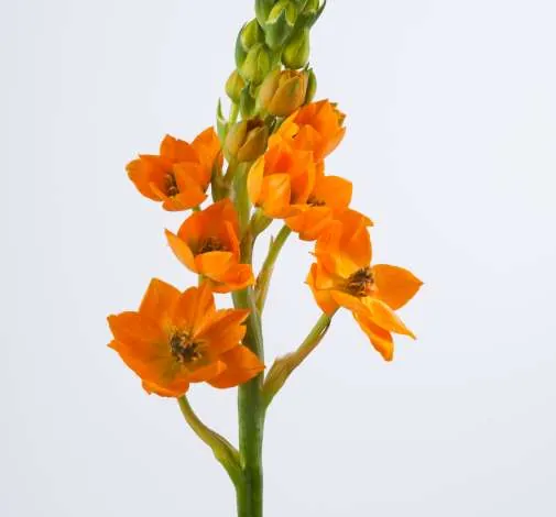 פרח קטיף ORCHID STAR™ מבית דנציגר