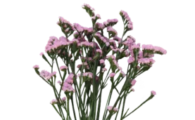 PREMIO™ PINK