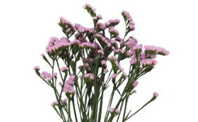 PREMIO™ PINK