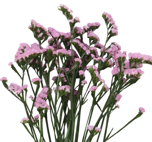 PREMIO™ PINK
