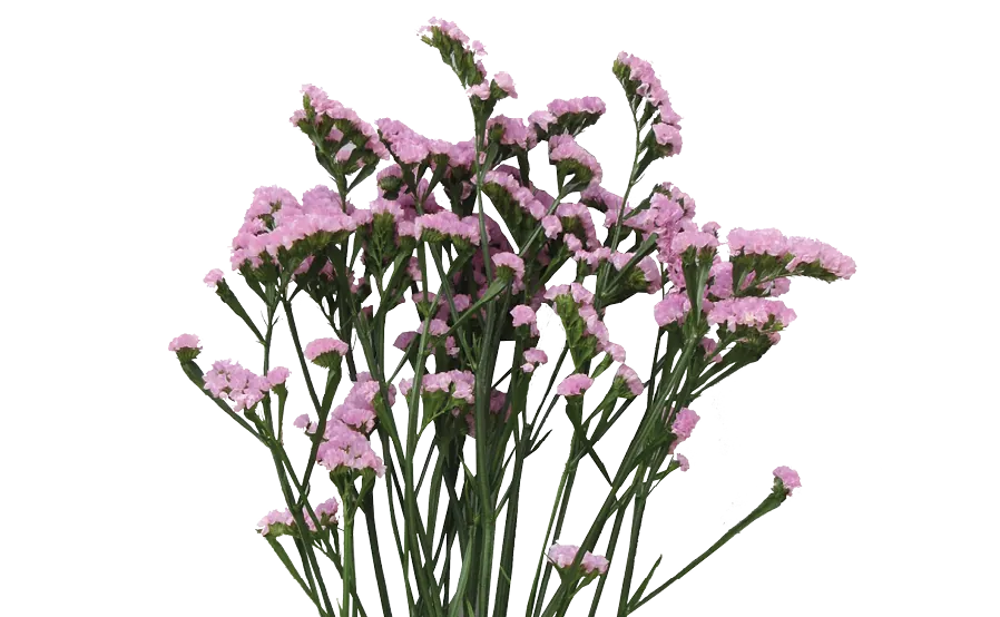 PREMIO™ PINK