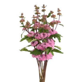 PAGODA™ DARK PINK