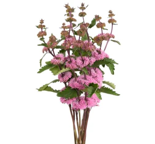 PAGODA™ DARK PINK