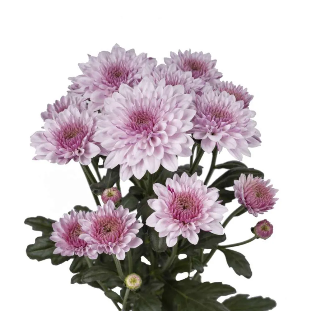 SOUFFLE™ PINK