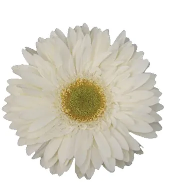 PETIT PLAIN™