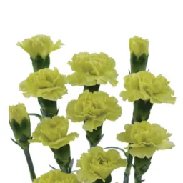 PIÑATA™ YELLOW