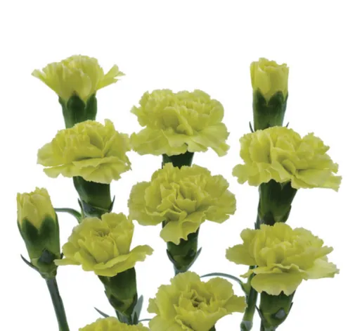 PIÑATA™ YELLOW