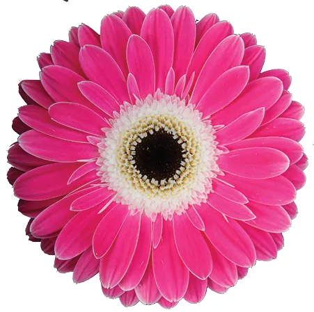 PINK EYECATCHER™