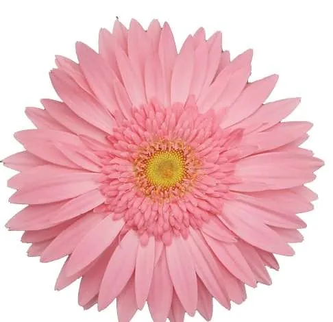 ROSA NOVA™