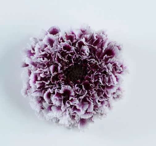 FOCAL SCOOP™ PURPLE LACE