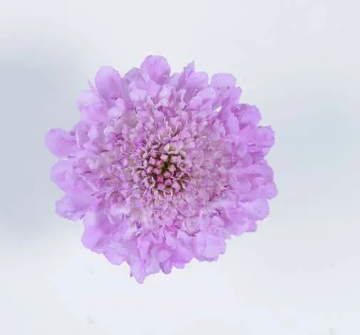 FOCAL SCOOP™ LILAC