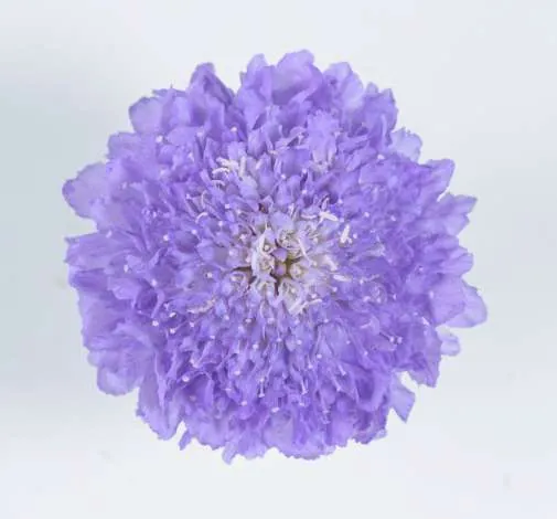 FOCAL SCOOP™ LAVENDER