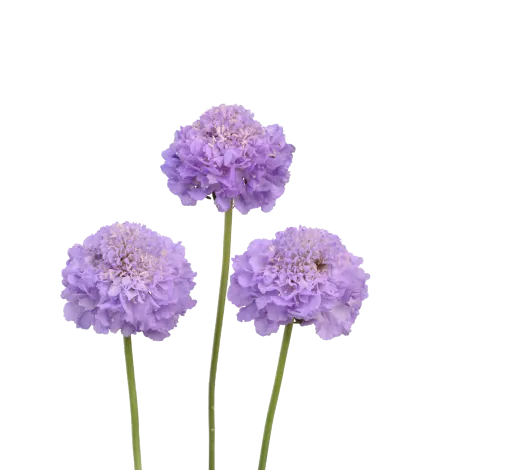 LAVENDER SCOOP™