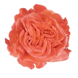 SENTI™ GLAM ECUADOR