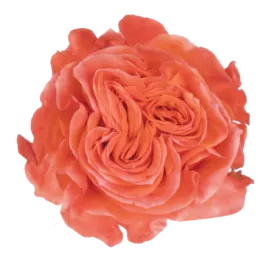 SENTI™ GLAM ECUADOR