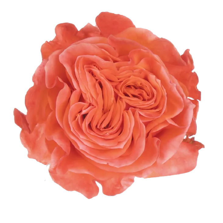 SENTI™ GLAM ECUADOR