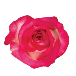 SENTI™ JOYFUL COLOMBIA