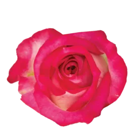 SENTI™ JOYFUL COLOMBIA
