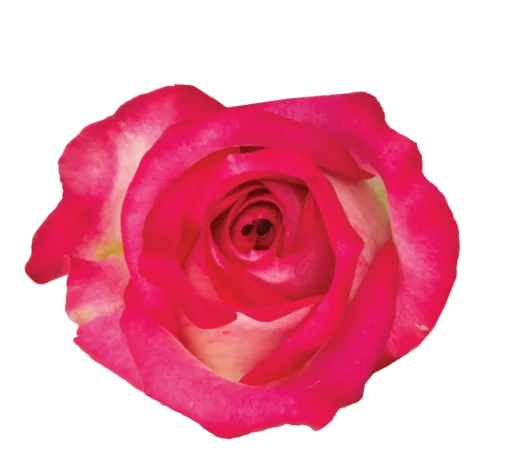 SENTI™ JOYFUL COLOMBIA