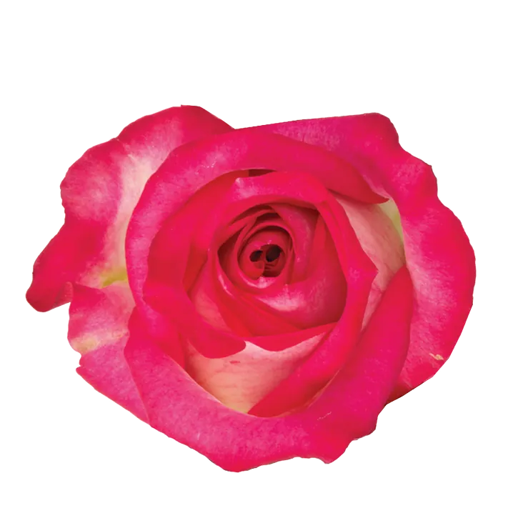 SENTI™ JOYFUL COLOMBIA