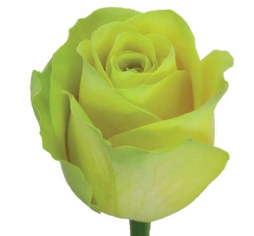 SENTI® YELLOW KENYA