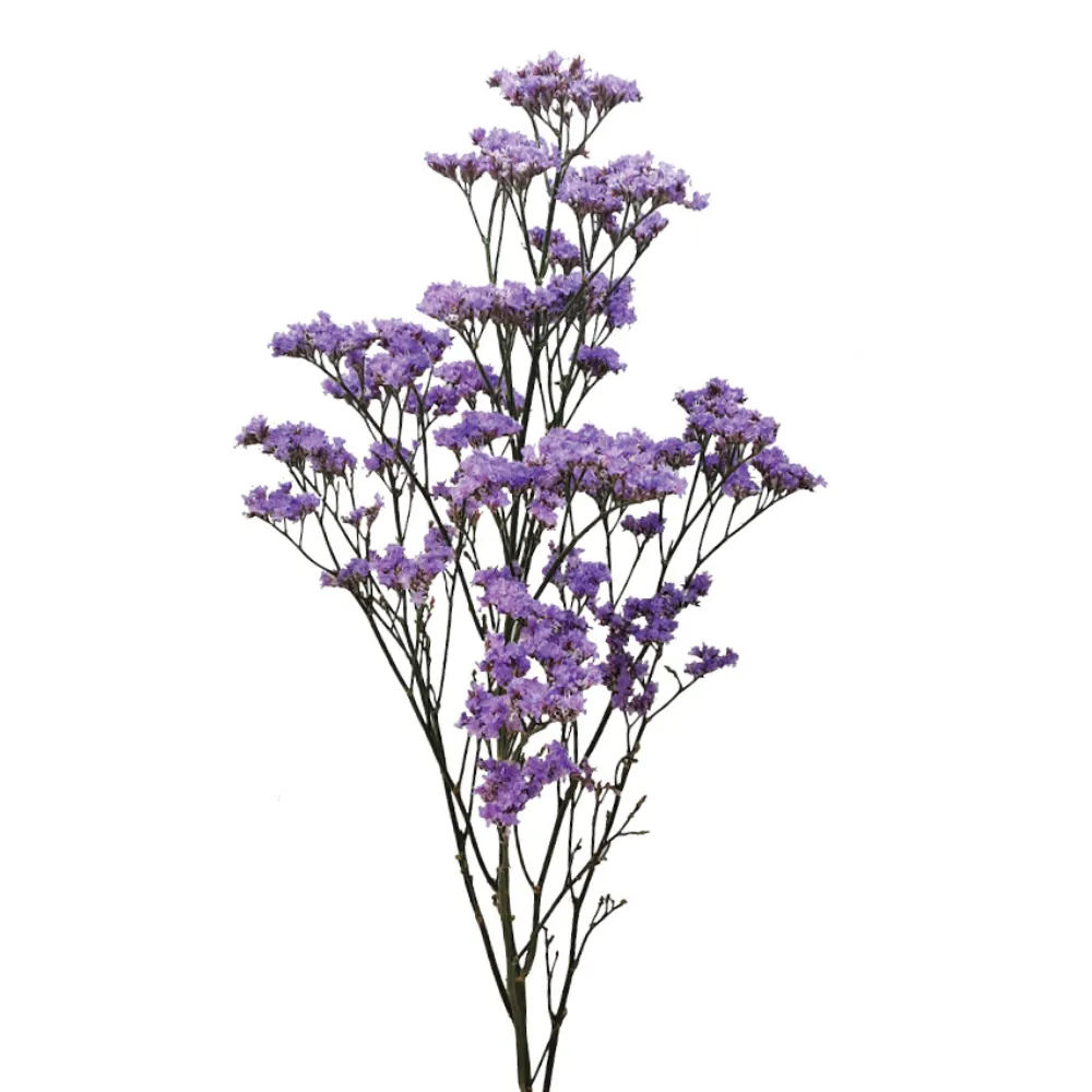 PIUMA™ SKY (former Safora™ Pink Sky) - Danziger