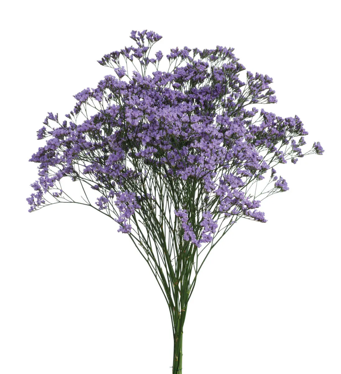 SAFORA™ BLUE-TIFUL