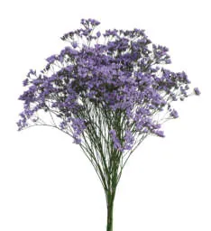 SAFORA™ BLUE-TIFUL