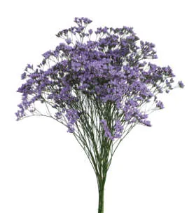 SAFORA™ BLUE-TIFUL