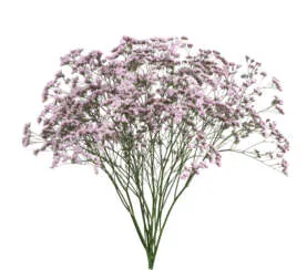 SAFORA™ OSHI PINK