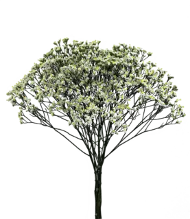 SENSY™ PINACOLADA