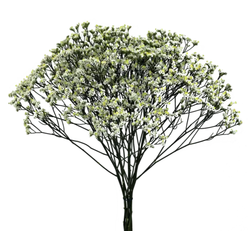 SENSY™ PINACOLADA
