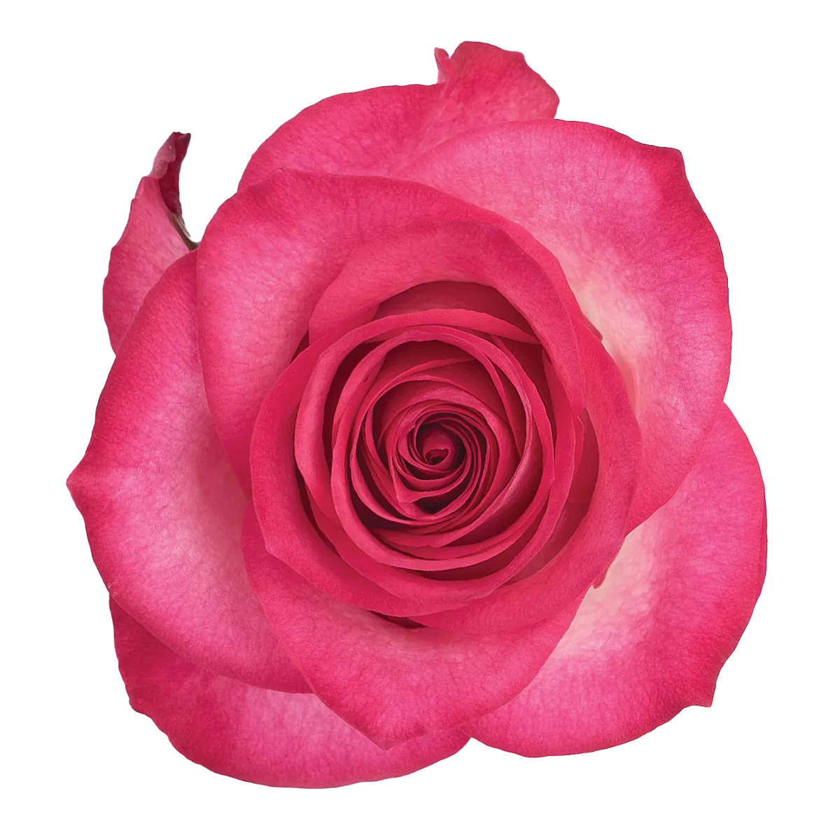 SENTI® AMBIVALENT LOVE COLOMBIA