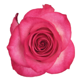 SENTI® AMBIVALENT LOVE COLOMBIA