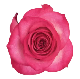 SENTI® AMBIVALENT LOVE COLOMBIA