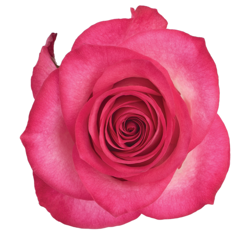 SENTI® AMBIVALENT LOVE COLOMBIA