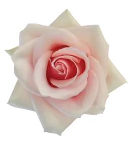 SENTI™ ROMANTIC TOUCH COLOMBIA