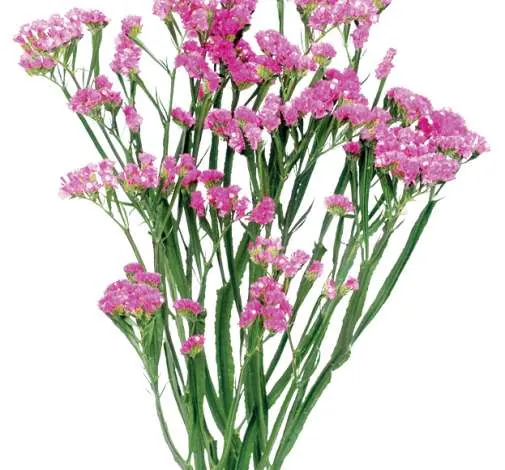 פרח קטיף SINUET™ ETERNAL PINK מבית דנציגר