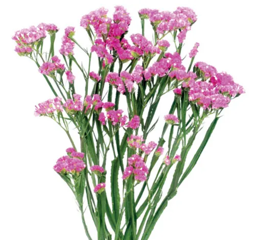 SINUET™ ETERNAL PINK