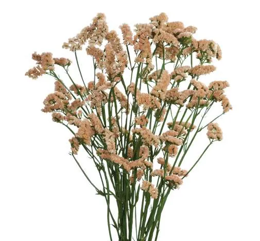 פרח קטיף SINUET™ HONEY APRICOT מבית דנציגר