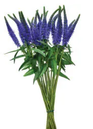 SKYLER™ BLUE A vibrant stalk of Skyler Blue Veronica longifolia cut flower with deep blue spikes.