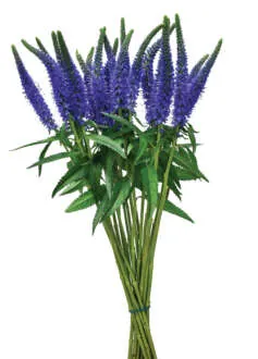 SKYLER™ BLUE A vibrant stalk of Skyler Blue Veronica longifolia cut flower with deep blue spikes.